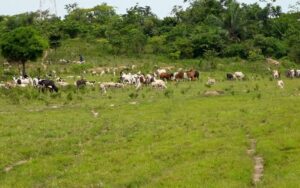 Parc à bétail Anyama