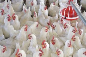 Égypte / Reprise des exportations de volaille vers le Qatar après 20 ans d’arrêt