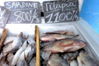 Cameroun / la facture des importations de poissons congelés grimpe de 38 % en 2025