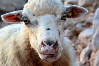 fièvre aphteuse Botswana