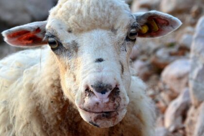 fièvre aphteuse Botswana