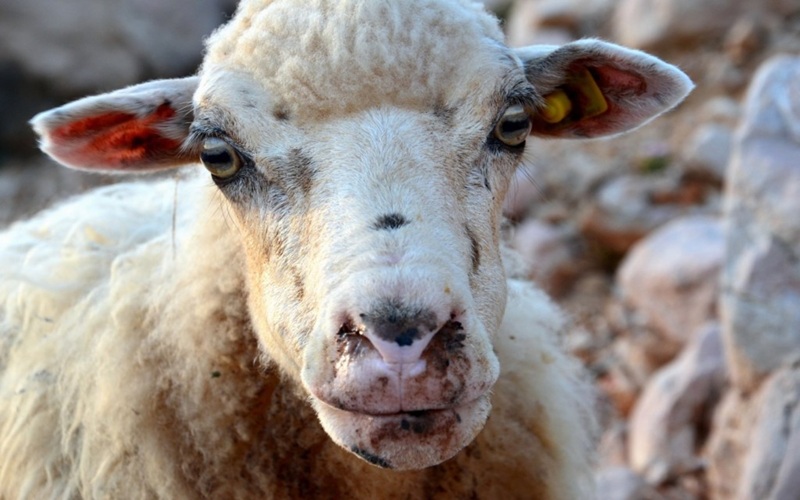 fièvre aphteuse Botswana