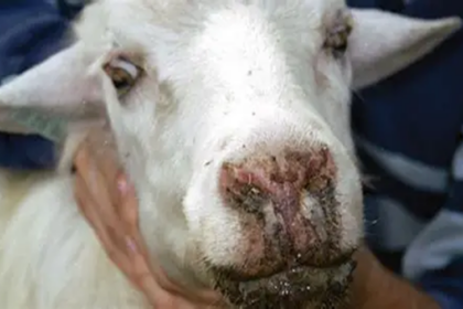 fièvre aphteuse Russie