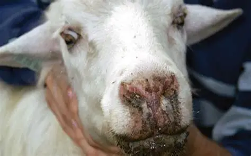 fièvre aphteuse Russie