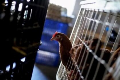 levée des mesures de protections contre la grippe aviaire