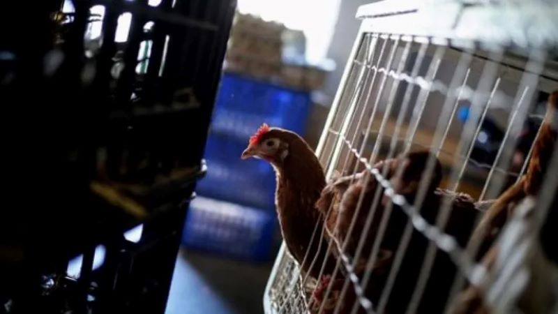 levée des mesures de protections contre la grippe aviaire