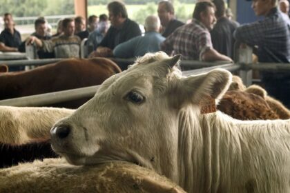 France / après la baisse des prix des bovins, la filière dénonce des coûts jugés incohérents