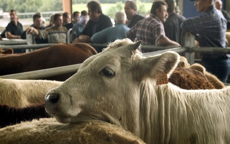 France / après la baisse des prix des bovins, la filière dénonce des coûts jugés incohérents