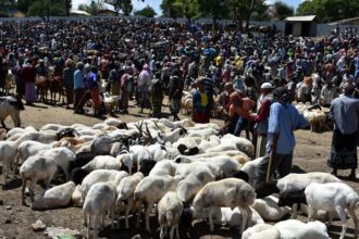 marché du bétail Afrique