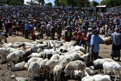 marché du bétail Afrique