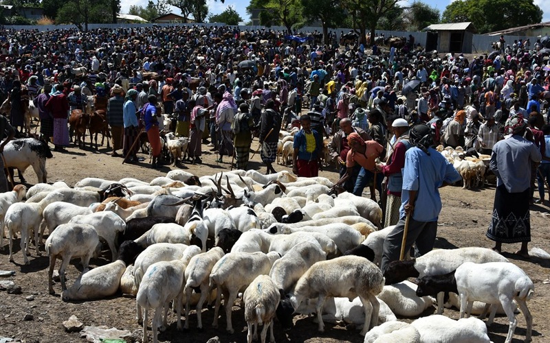 marché du bétail Afrique