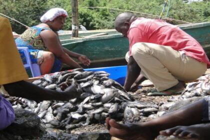 pêche et élevage en Guinée