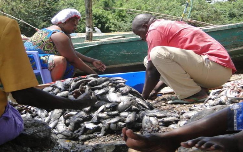 pêche et élevage en Guinée