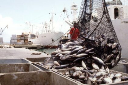 Pêche illégale en Afrique : l’assistance technique de L’OMC nécessaire pour concevoir des subventions efficaces