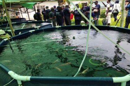 pisciculture du tilapia