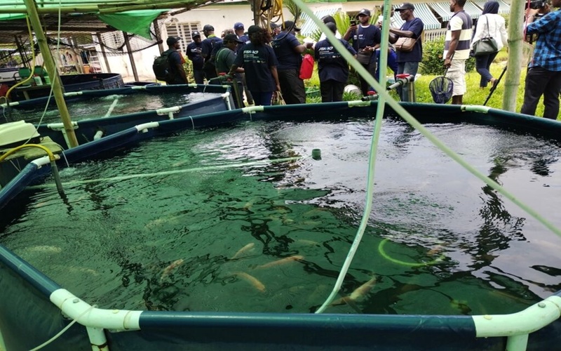 pisciculture du tilapia