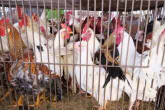 aviculture et aquaculture