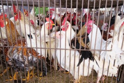 aviculture et aquaculture