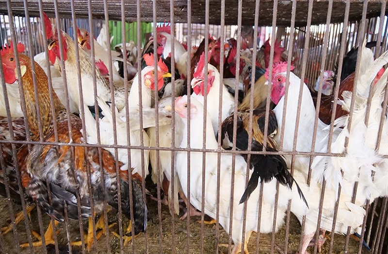 aviculture et aquaculture