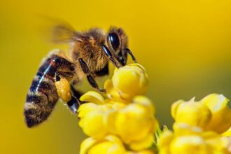 Apiculture / le monde célèbre la journée mondiale des abeilles