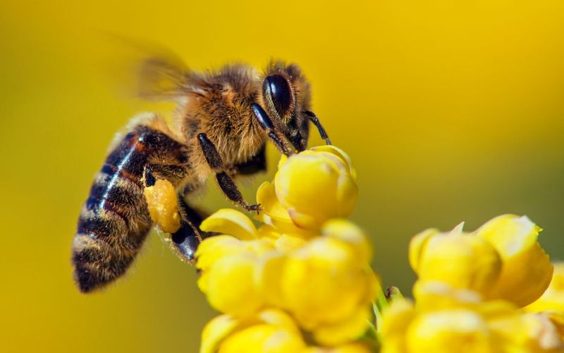 Apiculture / le monde célèbre la journée mondiale des abeilles