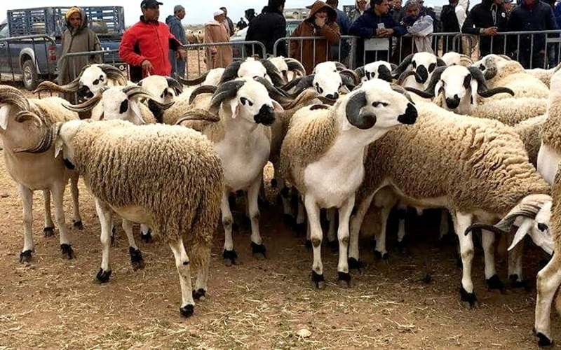 Aïd Al-Adha 2026 Maroc