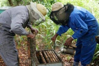 Apiculture au Mozambique