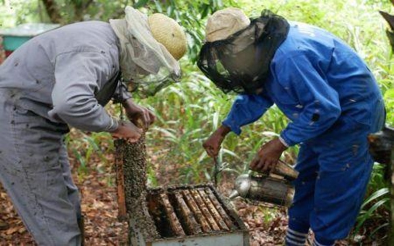 Apiculture au Mozambique