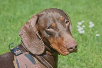 Les eurodéputés ont adopté une loi interdisant l’élevage de chiens et chats « hypertypes ». Cette mesure entérinée le mardi 28 avril 2026, a pour objectif de protéger ces animaux