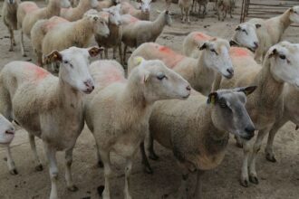 France / vigilance renforcée face à la clavelée, la variole caprine et la peste des petits ruminants