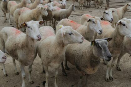 France / vigilance renforcée face à la clavelée, la variole caprine et la peste des petits ruminants