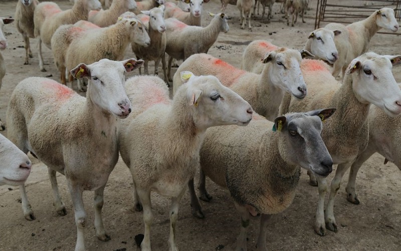 France / vigilance renforcée face à la clavelée, la variole caprine et la peste des petits ruminants