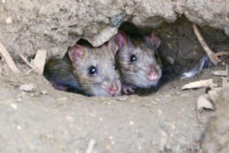 L’Organisation mondiale de la santé animale (OMSA) a annoncé qu’elle surveillait les cas de hantavirus signalés dans un communiqué publié le vendredi 8 mai 2026