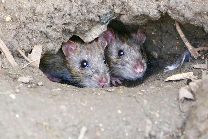 L’Organisation mondiale de la santé animale (OMSA) a annoncé qu’elle surveillait les cas de hantavirus signalés dans un communiqué publié le vendredi 8 mai 2026