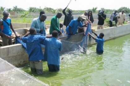 Production de 20.000 tonnes de poisson