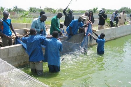 Production de 20.000 tonnes de poisson