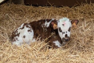 France / La filière du veau de boucherie accélère sa transition vers une production plus durable