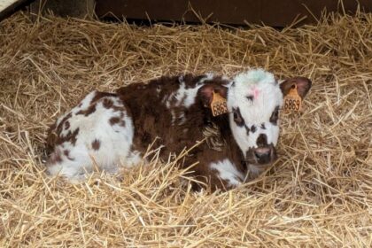 France / La filière du veau de boucherie accélère sa transition vers une production plus durable