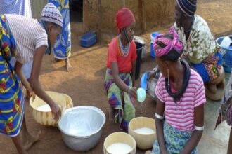 Sénégal / Saly accueille la 5e édition des Rencontres « Lait, vecteur de développement »