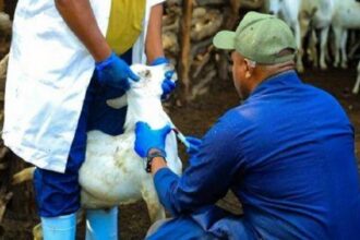 santé animale