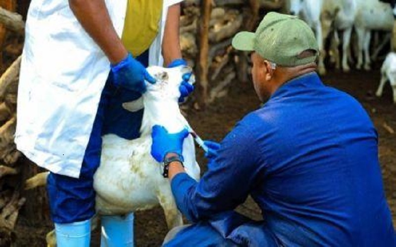 santé animale