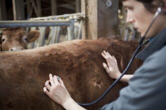 Santé animale