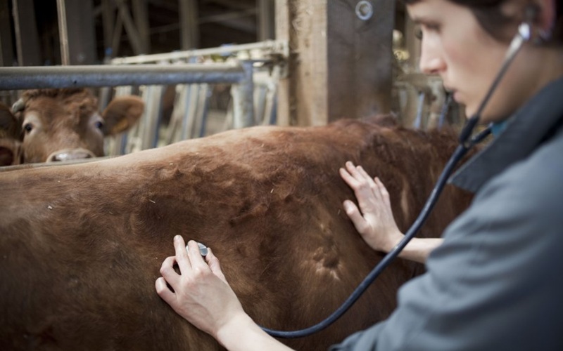 Santé animale