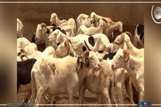 Tabaski 2026 / le Sénégal et la Mauritanie unissent leurs efforts pour sécuriser l’approvisionnement en moutons