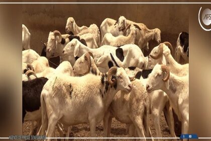 Tabaski 2026 / le Sénégal et la Mauritanie unissent leurs efforts pour sécuriser l’approvisionnement en moutons