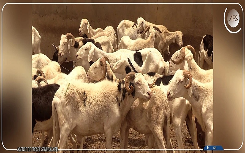 Tabaski 2026 / le Sénégal et la Mauritanie unissent leurs efforts pour sécuriser l’approvisionnement en moutons