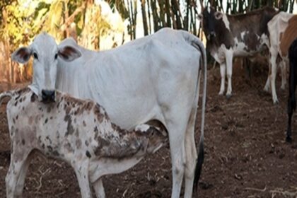 Vaches gestantes brésiliennes
