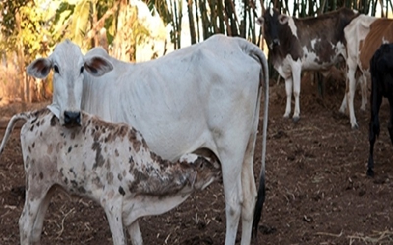 Vaches gestantes brésiliennes