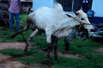 Divagation des animaux