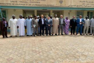 élevage au Tchad
